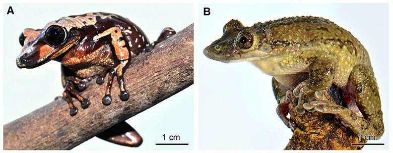 Ếch Aparasphenodon brunoi (trái) sở hữu nọc độc nguy hiểm hơn ếch Corythomantis greeningi. Ảnh: Guardian
