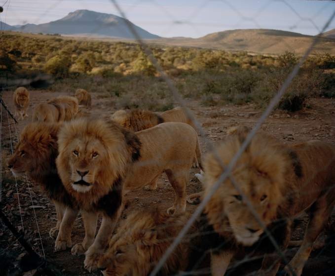 Những chuồng nhốt sư tử ở trang trại Eastern Cape, Nam Phi. Đây là một trong những nước mà việc săn bắn động vật hoang dã là hợp pháp. Theo Time, số lượng sư tử sống trong điều kiện nuôi nhốt ở Nam Phi cao gấp 4 lần những con còn sống trong tự nhiên.