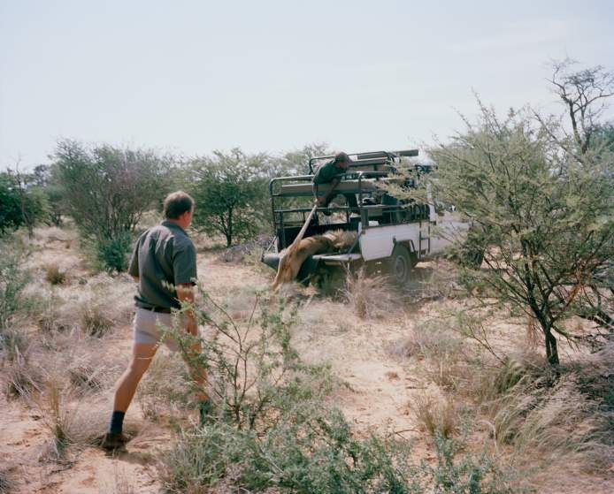 Thợ săn đưa thi thể một con sư tử mà họ vừa bắn hạ lên xe để chở về trang trại.