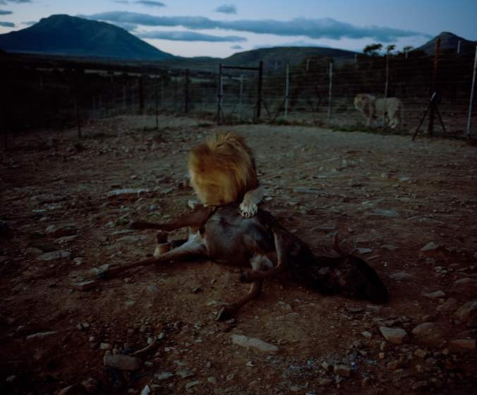 Bữa ăn tối của một con sư tử trong chuồng nuôi nhốt ở Eastern Cape.