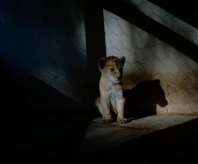 Người ta tách rời sư tử con ra khỏi mẹ, sau đó chuyển chúng sang chế độ chăm sóc tốt hơn nhằm bảo đảm sự sống còn. Một trong những nguồn thu nhập chính của trang trại là việc du khách trả tiền để chơi đùa cũng sư tử con. Khi đã dần quen hơi con người, sư tử sẽ không phục kích gây sợ hãi, mà có xu hướng chủ động đến gần con người sau khi nó được thả ra khu vực sống rộng hơn. 