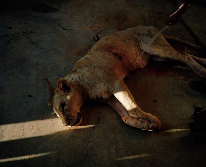 Nhân viên trang trại rửa máu của một con sư tử vừa bị bắn hạ. Họ chuẩn bị lột da nó để phủ lên mô hình theo đề nghị của thợ săn.