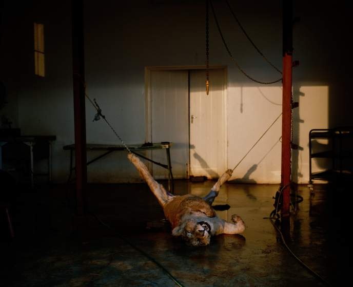 Nhân viên trang trại buộc hai chân một con sư tử đã chết để chuẩn bị lột da nó.