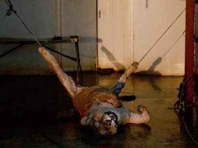 Cuoc song su tu o trai phuc vu thu vui san ban cua dai gia hinh anh