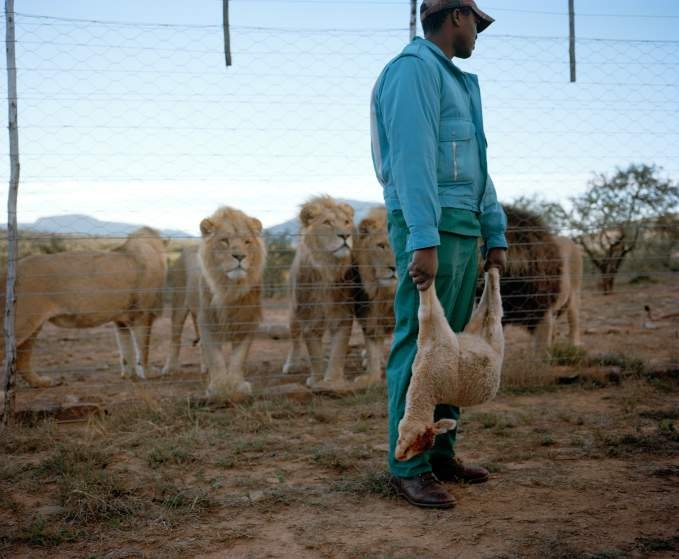 Nhân viên trang trại chuẩn bị cho sư tử ăn. Thực phẩm ngày hôm nay là một con cừu đã chết.