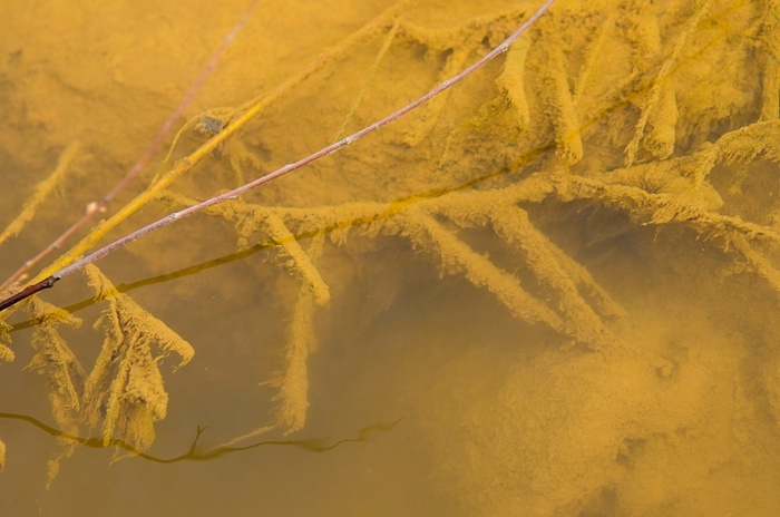 Trầm tích và bột kim loại từ khối nước thải lắng dọc sông Animas.