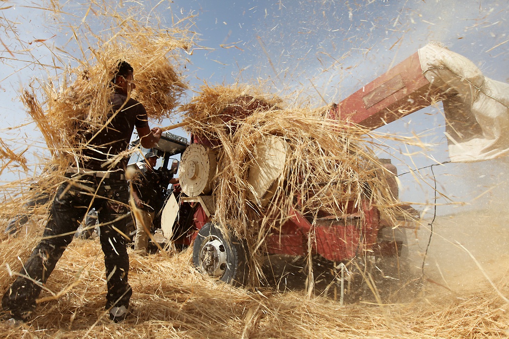 Người làng Um Faqarah trong một vụ thu hoạch. Quá trình sản xuất chỉ vừa đủ đáp ứng nhu cầu dân làng. Chính phủ Israel đã chiếm phần lớn đất để xây dựng căn cứ quân sự. Điều kiện thời tiết khô cằn nên vụ mùa cũng bị ảnh hưởng vào những tháng hạn hán.