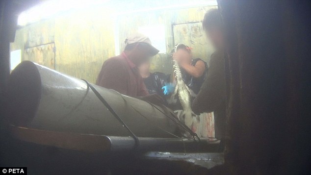 Những công nhân làm việc tại xưởng cho biết, họ dùng một loại súng chuyên dụng để bắn vào đầu cá sấu, rồi cưa những dãy gai trên lưng. Kế đến, họ dùng dao để cắt ngang cổ con vật.