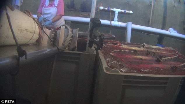 Sau khi con vật đã chết, người ta đem ngâm chúng trong một thùng đá trước khi bắt đầu lột da.