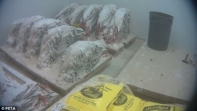 Da của cá sấu được bảo quản trong tủ đông lạnh trước khi vận chuyển đến những xưởng thuộc da trên khắp nước Mỹ.