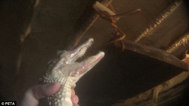 Xuong lot da ca sau lam tui xach cao cap o My hinh anh