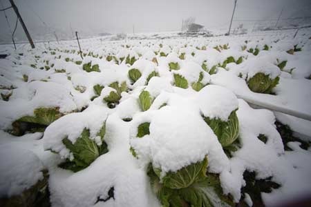 My, TQ thiet hai kinh te dang ke sau bao tuyet va gia ret hinh anh