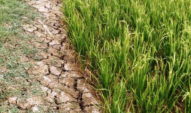 Trung Quốc xả lũ, hạn hán ở ĐBSCL, Đồng bằng Sông Cửu Long, biến đổi khí hậu ảnh 3 Trung Quoc xa lu, han han o DBSCL, Dong bang Song Cuu Long, bien doi khi hau anh 3