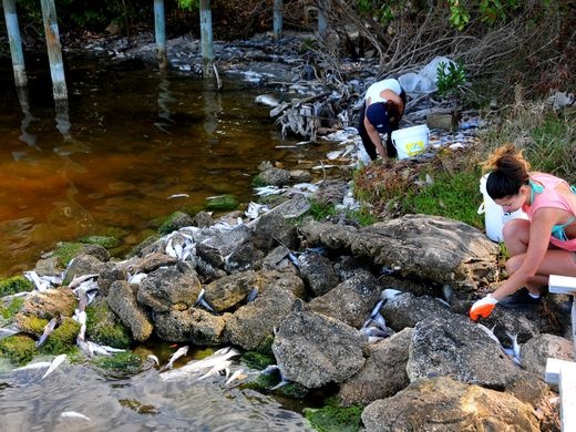 ca chet hang loat anh 1