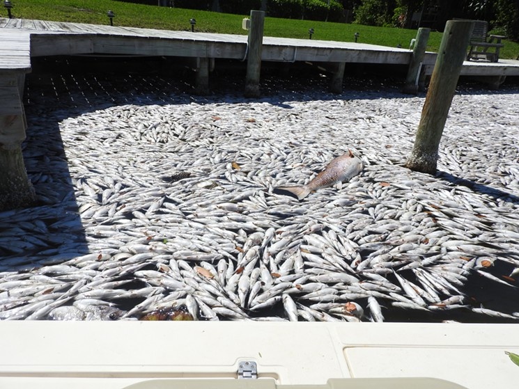 Quy trinh thu gom hang nghin con ca chet o bang Florida hinh anh