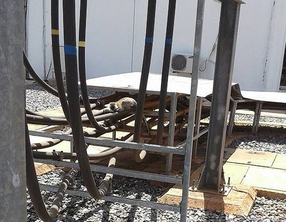 Kenya mất điện toàn quốc vì một chú khỉ ảnh 1 Kenya mat dien toan quoc vi mot chu khi anh 1