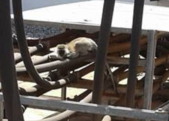 Kenya mat dien ca nuoc vi khi roi vao may bien ap hinh anh