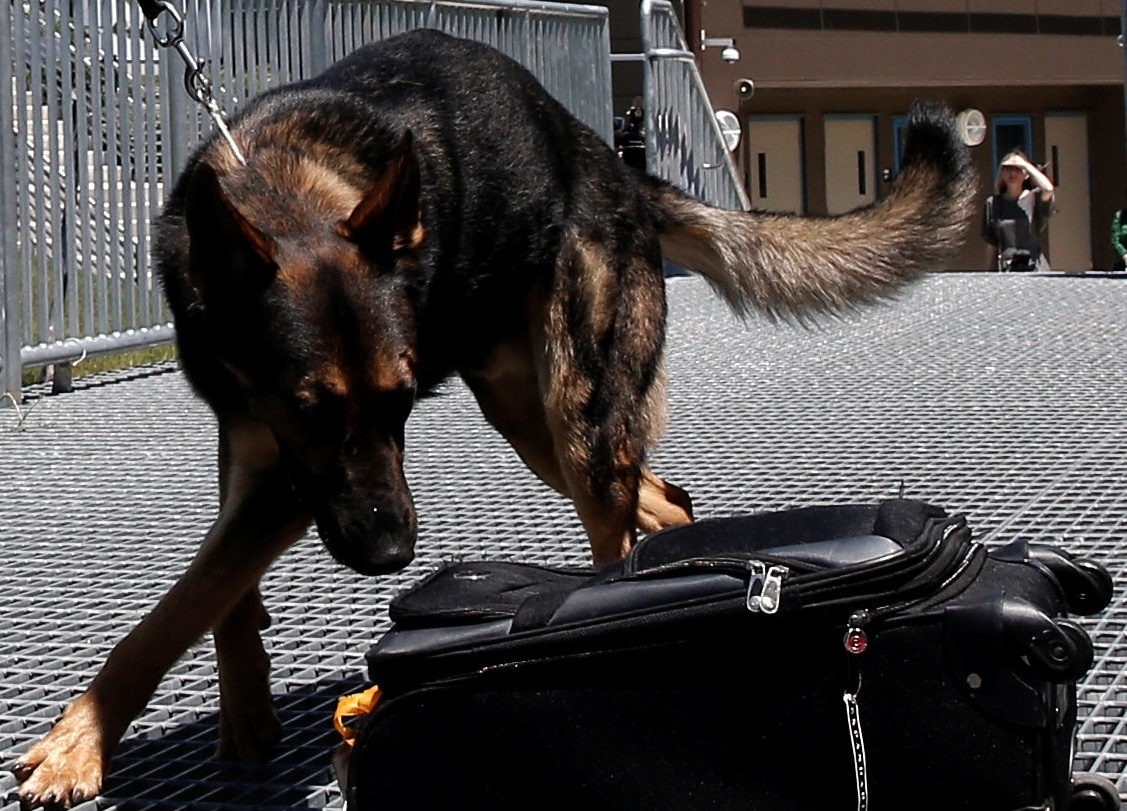 Quy trinh huan luyen cho phat hien thuoc no o My hinh anh