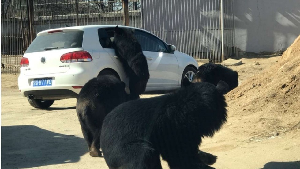 Gau bao vay xe oto trong cong vien o Trung Quoc hinh anh