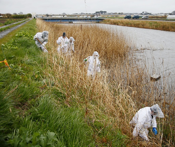 toan canh be gai Viet bi sat hai o Nhat anh 5