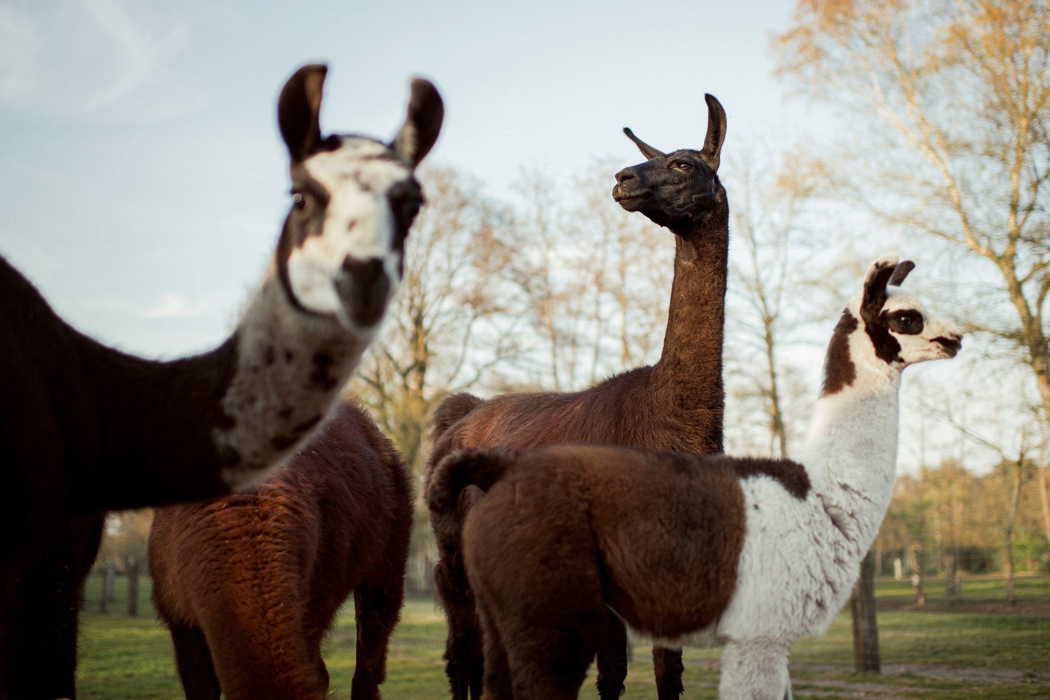 Lac da khong buou tro thanh niem hy vong trong dieu tri Covid-19 hinh anh