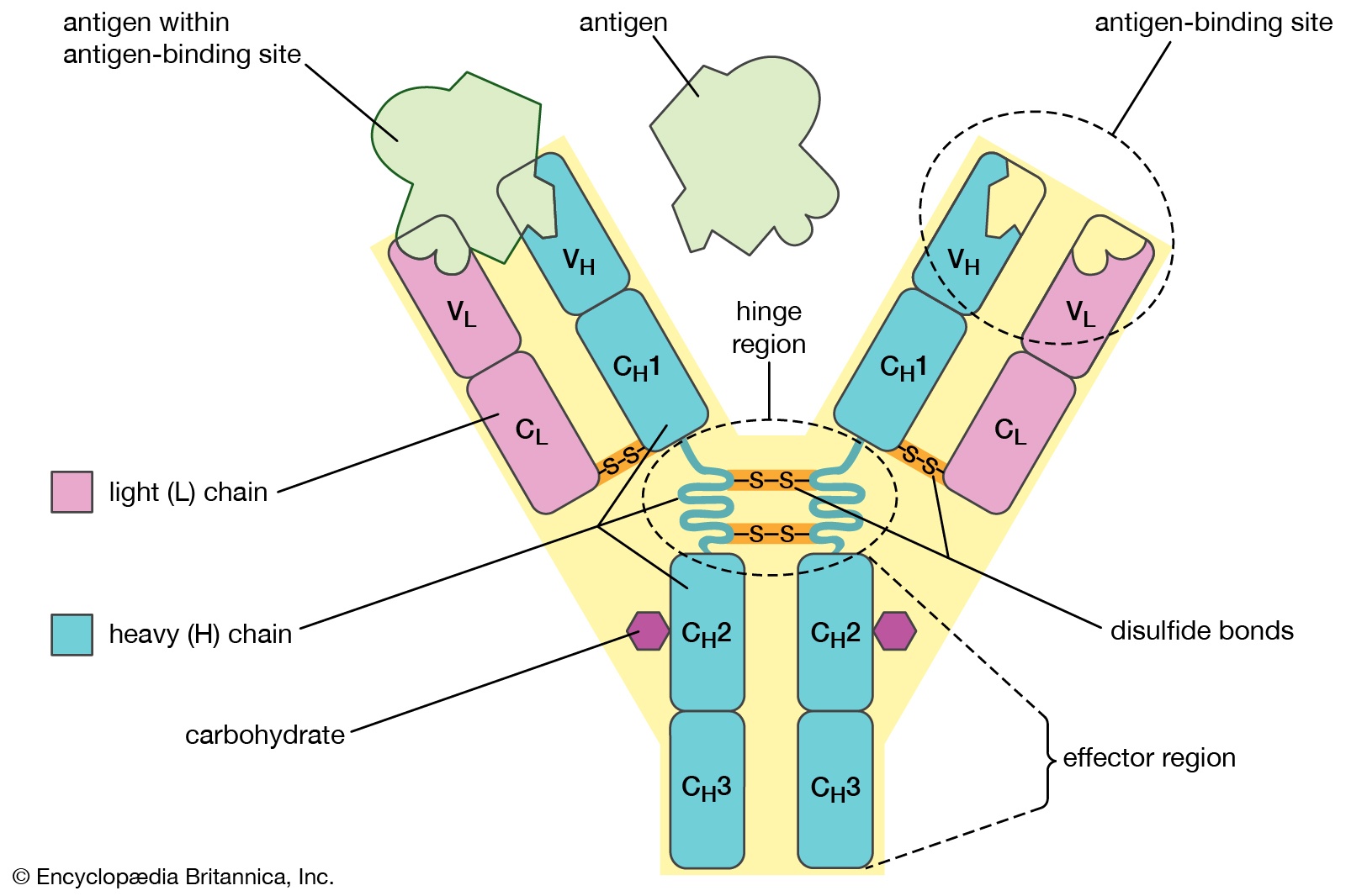 dich Covid-19,  virus SARS-CoV-2,  khang the,  vac xin,  dich benh,  dai dich Covid-10 anh 2