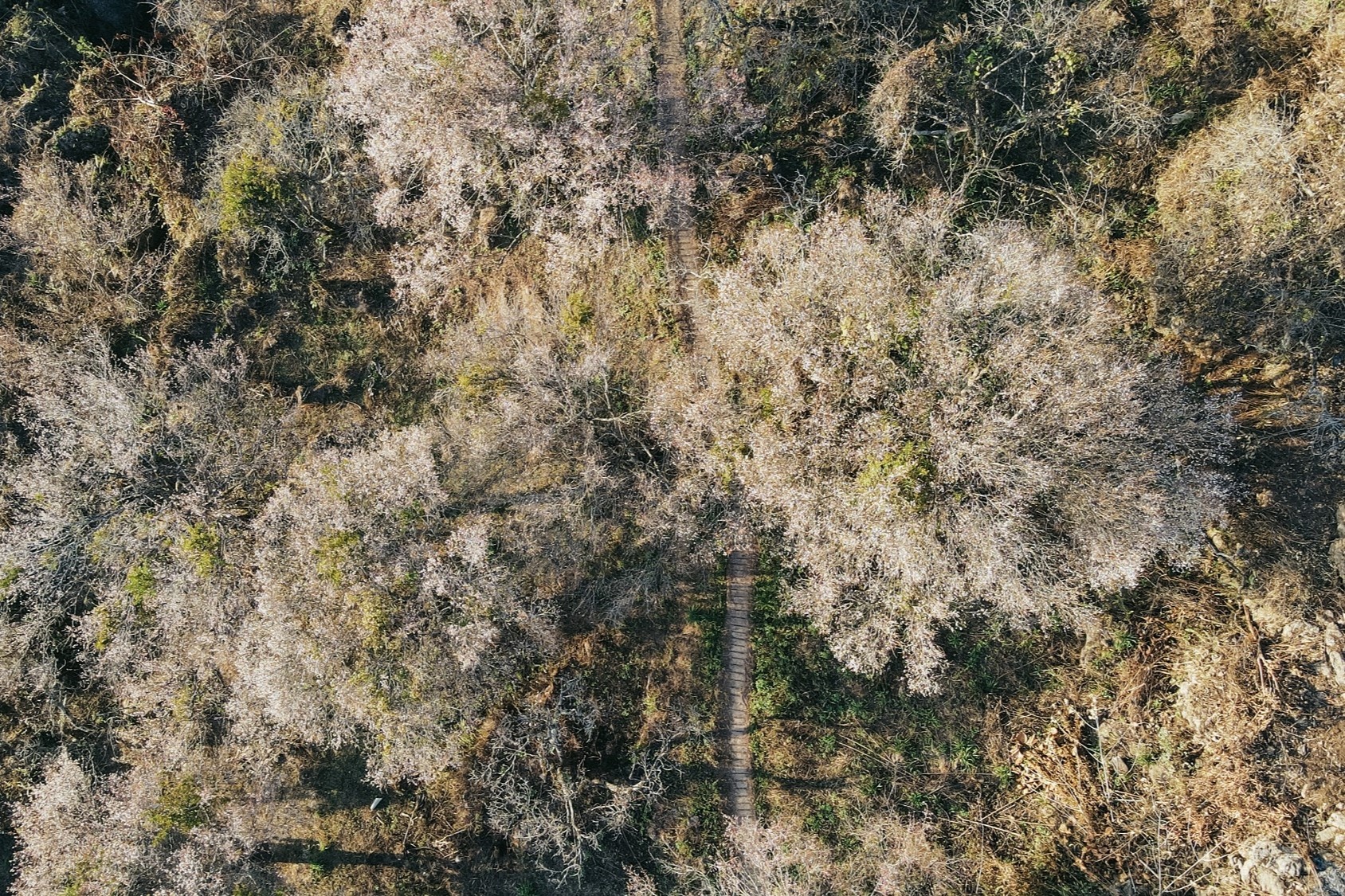 Vo tinh phat hien vuon hoa mo no som nhat, phu trang mot goc troi hinh anh