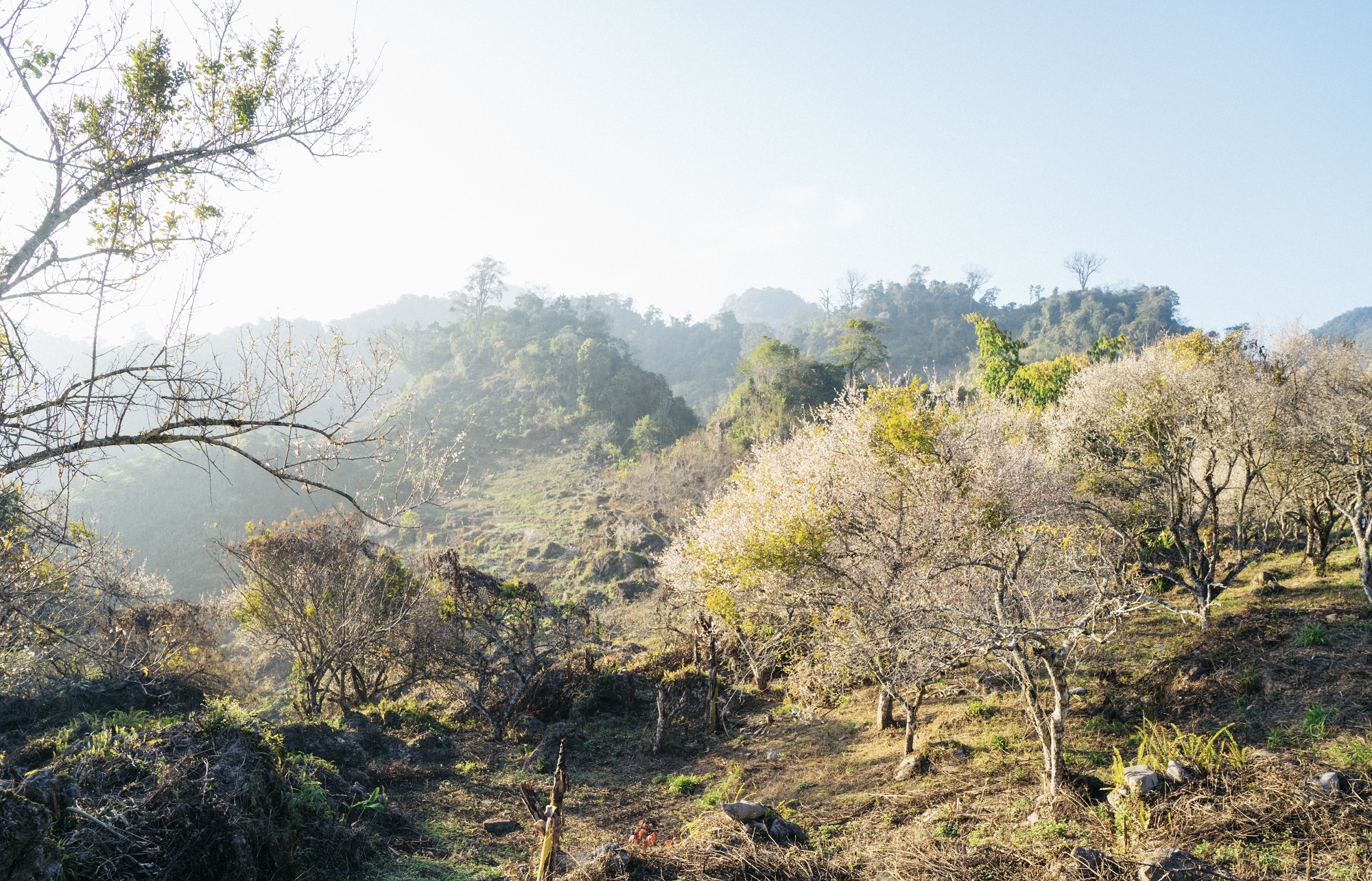 dia diem du lich,  huyen Moc Chau,  tinh Son La,  mua hoa mo anh 7