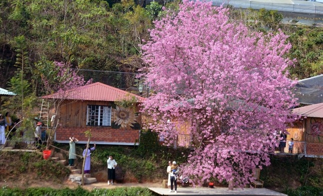 Mai anh dao Da Lat no dung dip Tet, du khach xep hang dai check-in hinh anh