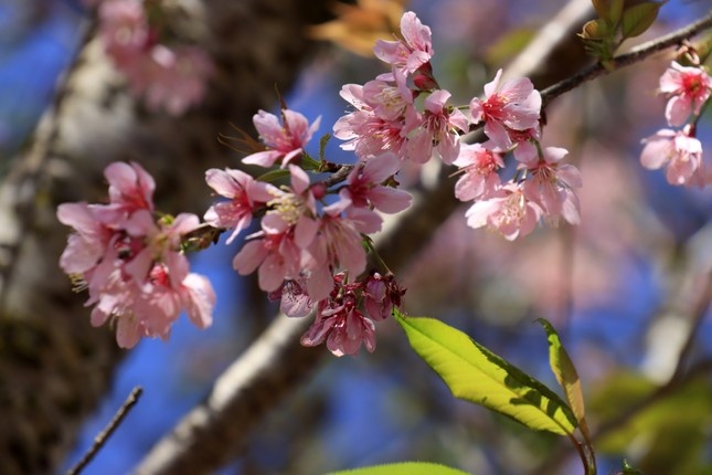 Mai anh dao Da Lat anh 1
