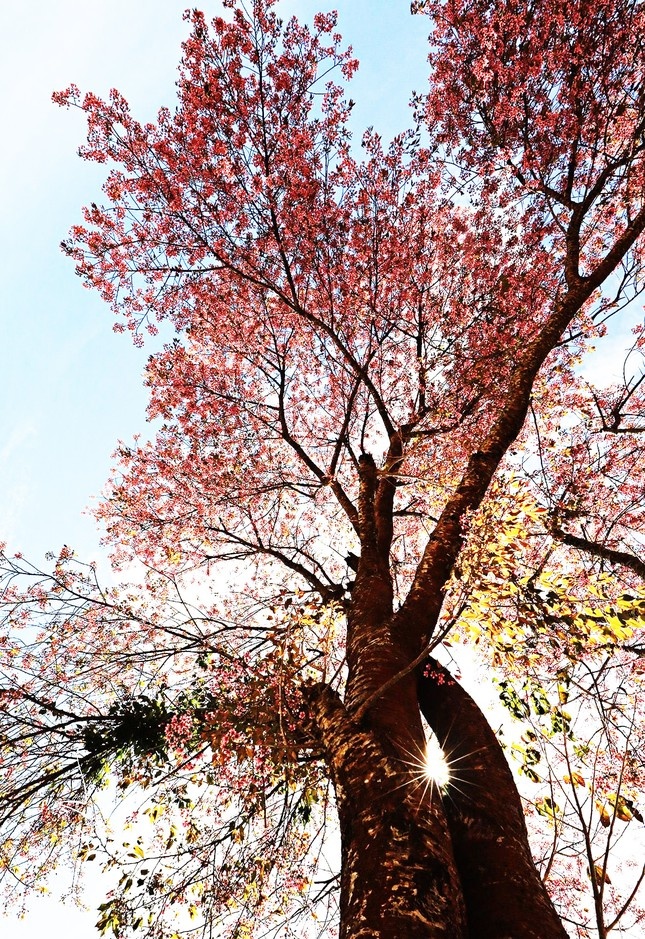 Mai anh dao Da Lat anh 2