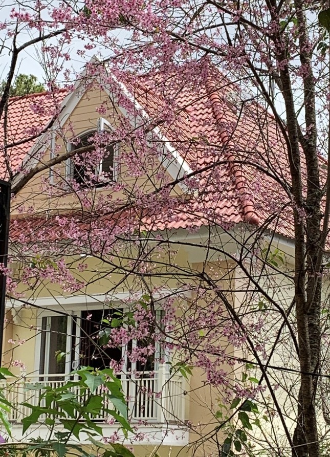 Mai anh dao Da Lat anh 3