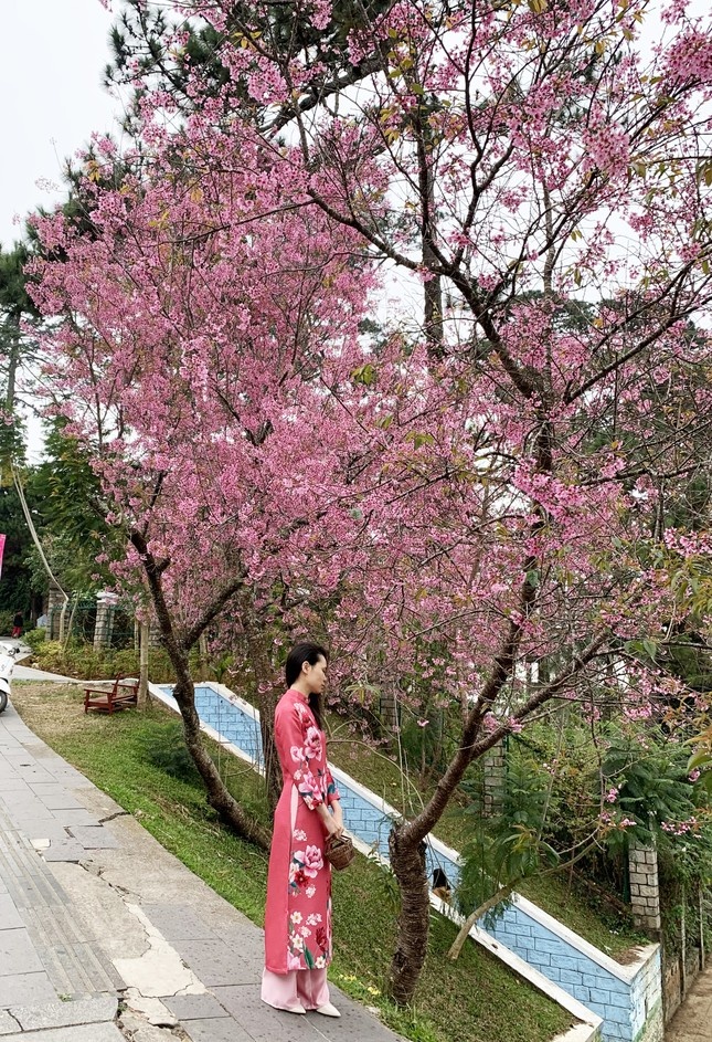 Mai anh dao Da Lat anh 4