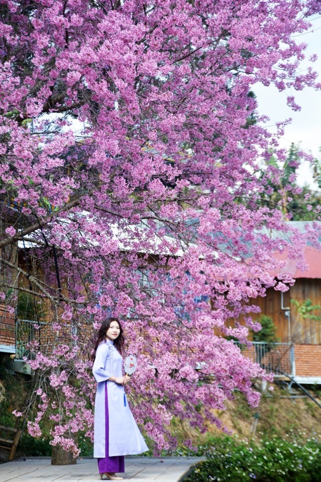 Mai anh dao Da Lat anh 5