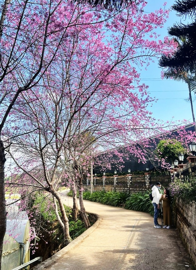 Mai anh dao Da Lat anh 6