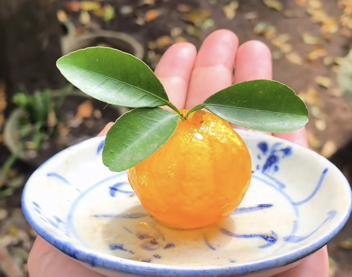 ẩm thực Huế, mức quất truyền thống, Tết Nguyên đán ảnh 6 am thuc Hue, muc quat truyen thong, Tet Nguyen dan anh 6