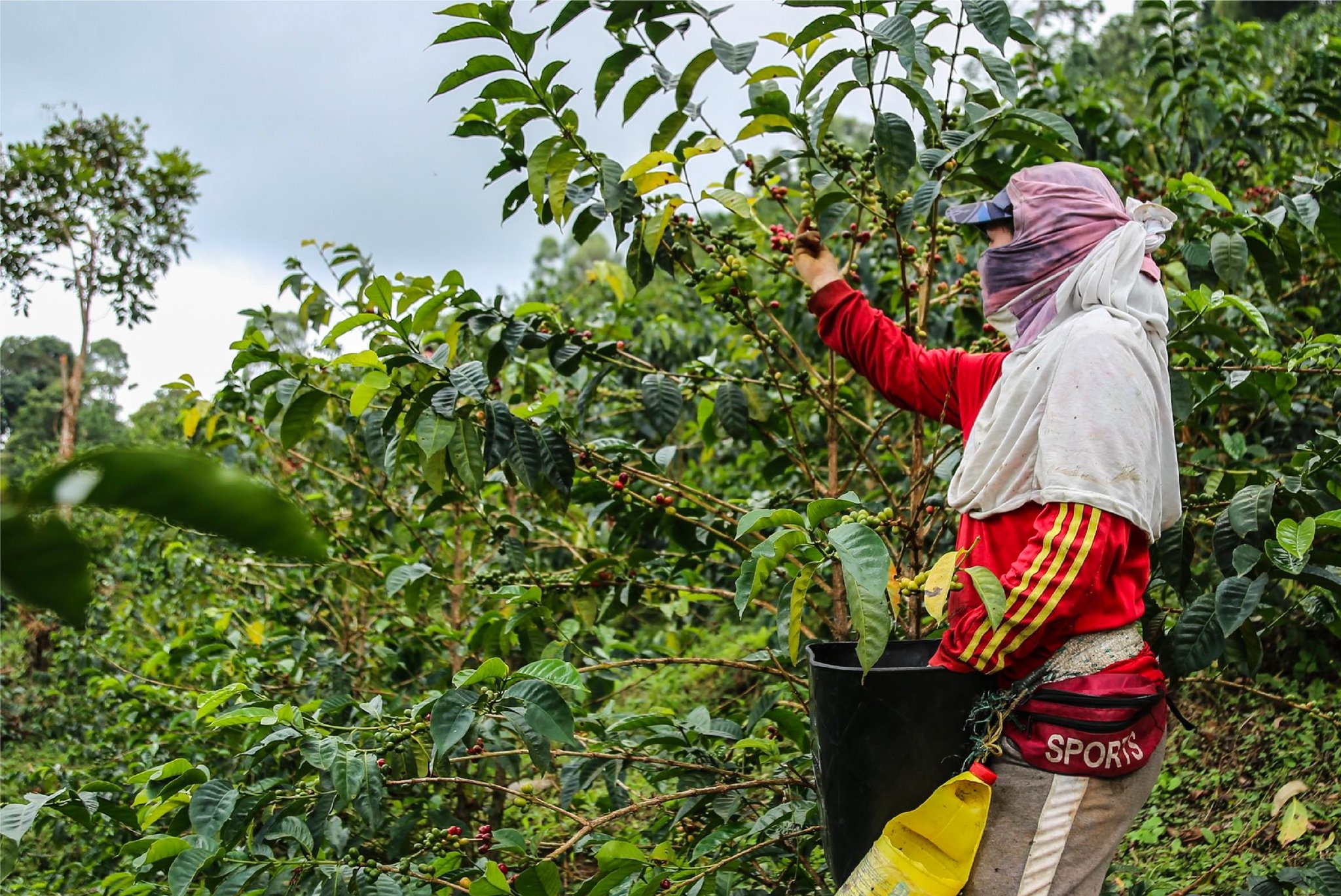 ca phe specialty anh 9