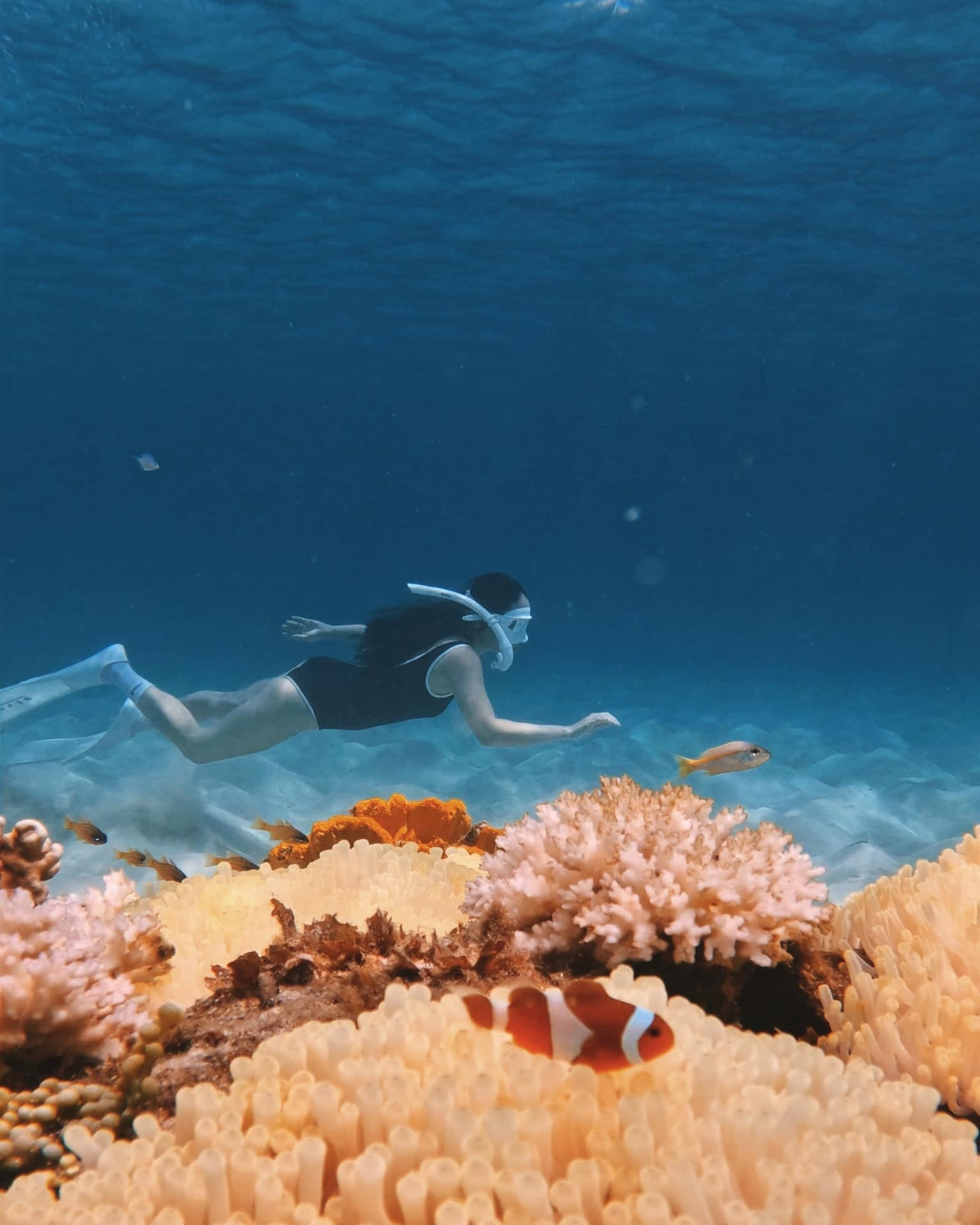 lặn tự do ảnh 3 lan tu do anh 3