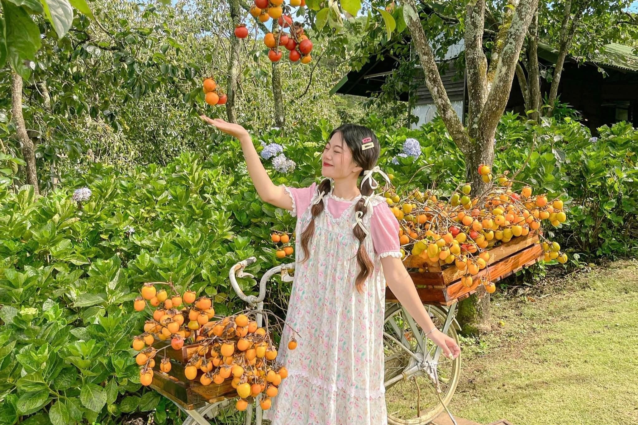 5 quan ca phe 'chill het nac' cho mua hong chin o Da Lat hinh anh