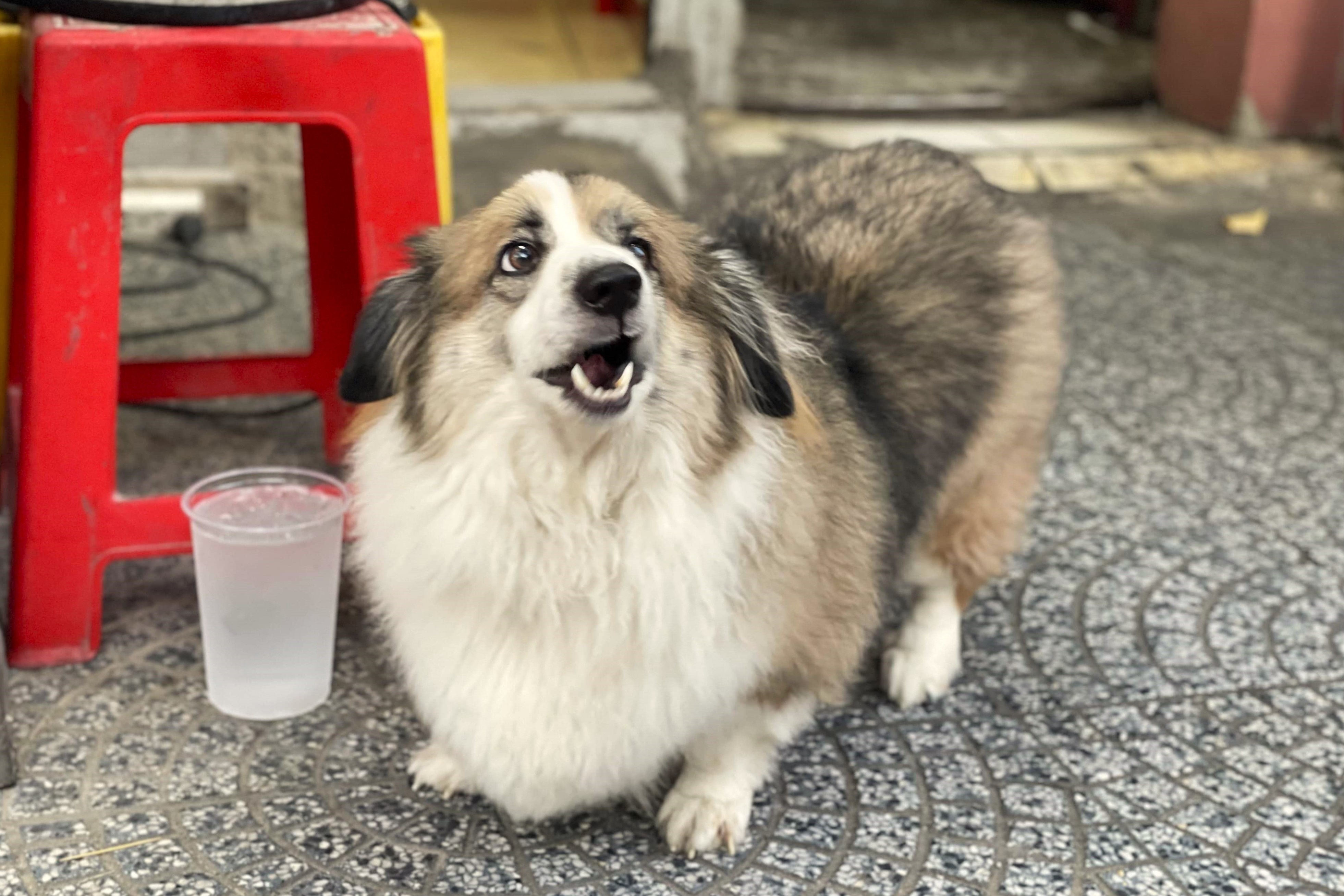 Quan nem nuong o TP.HCM bat ngo dong khach nho mot con cho hinh anh