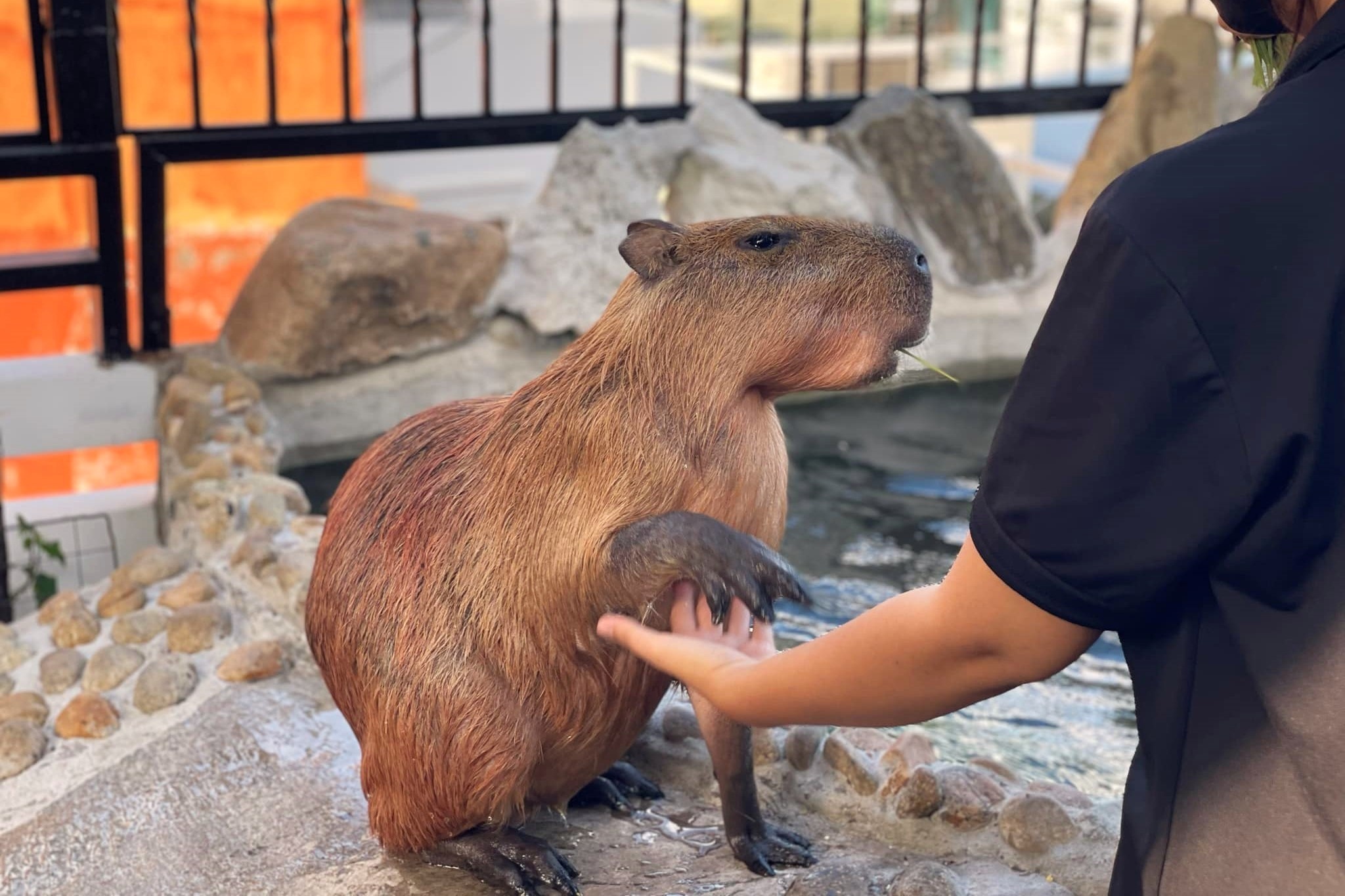 ca phe capybara anh 1