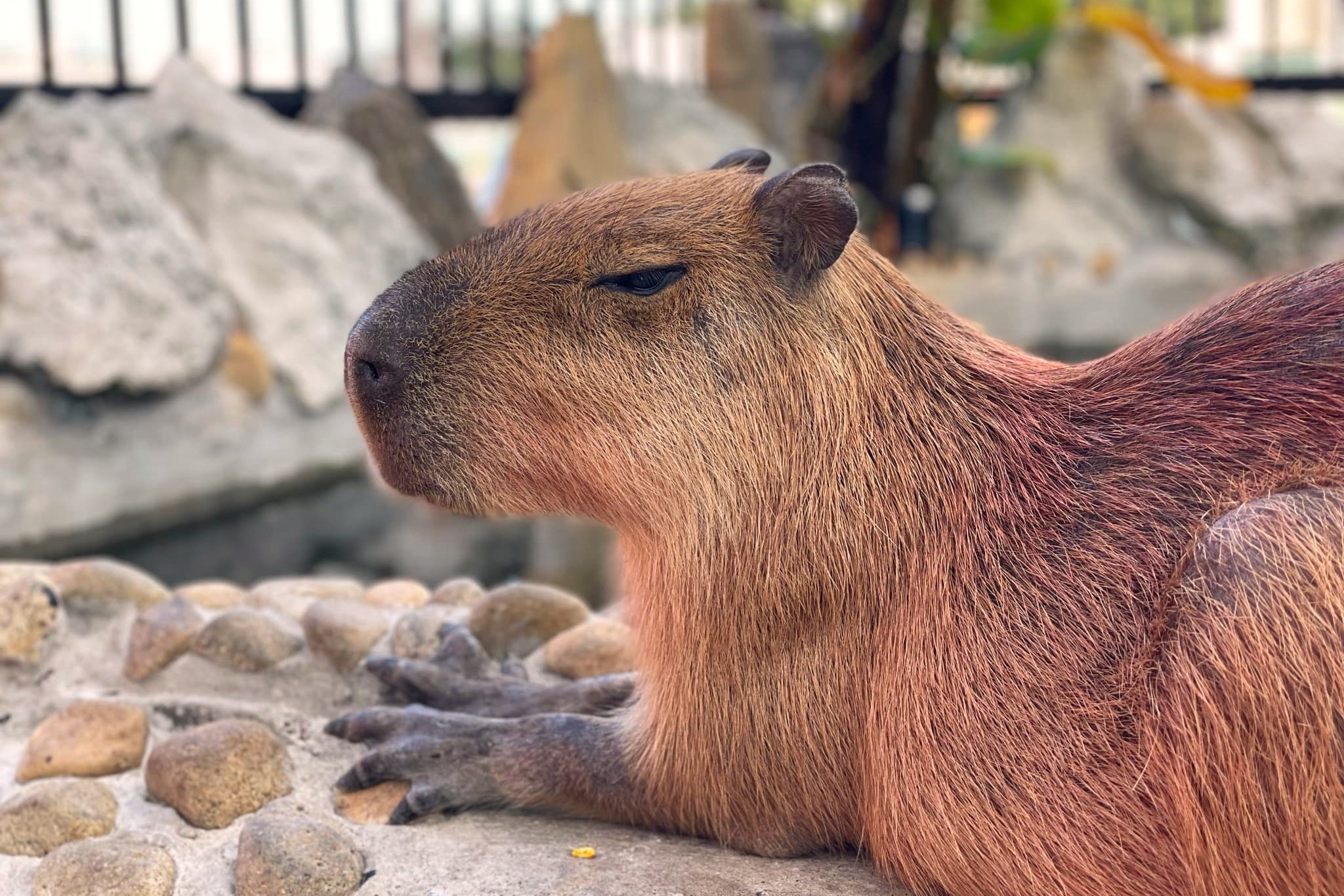 ca phe capybara anh 2