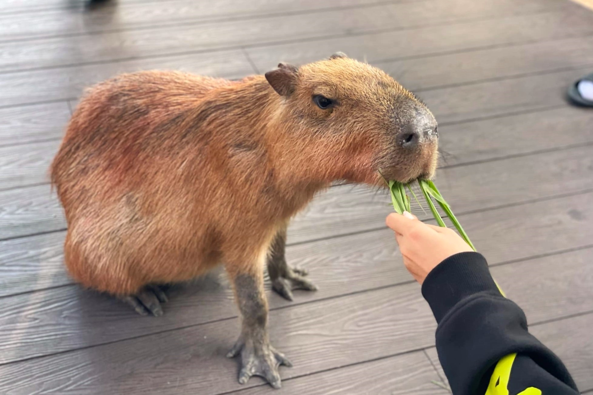 ca phe capybara anh 3