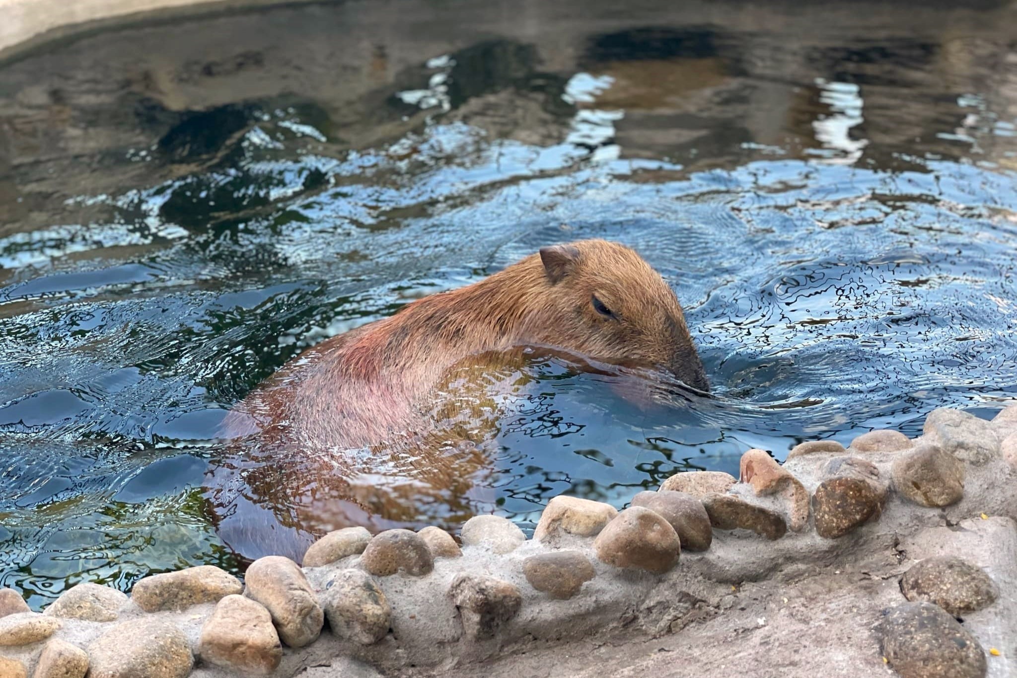 ca phe capybara anh 4