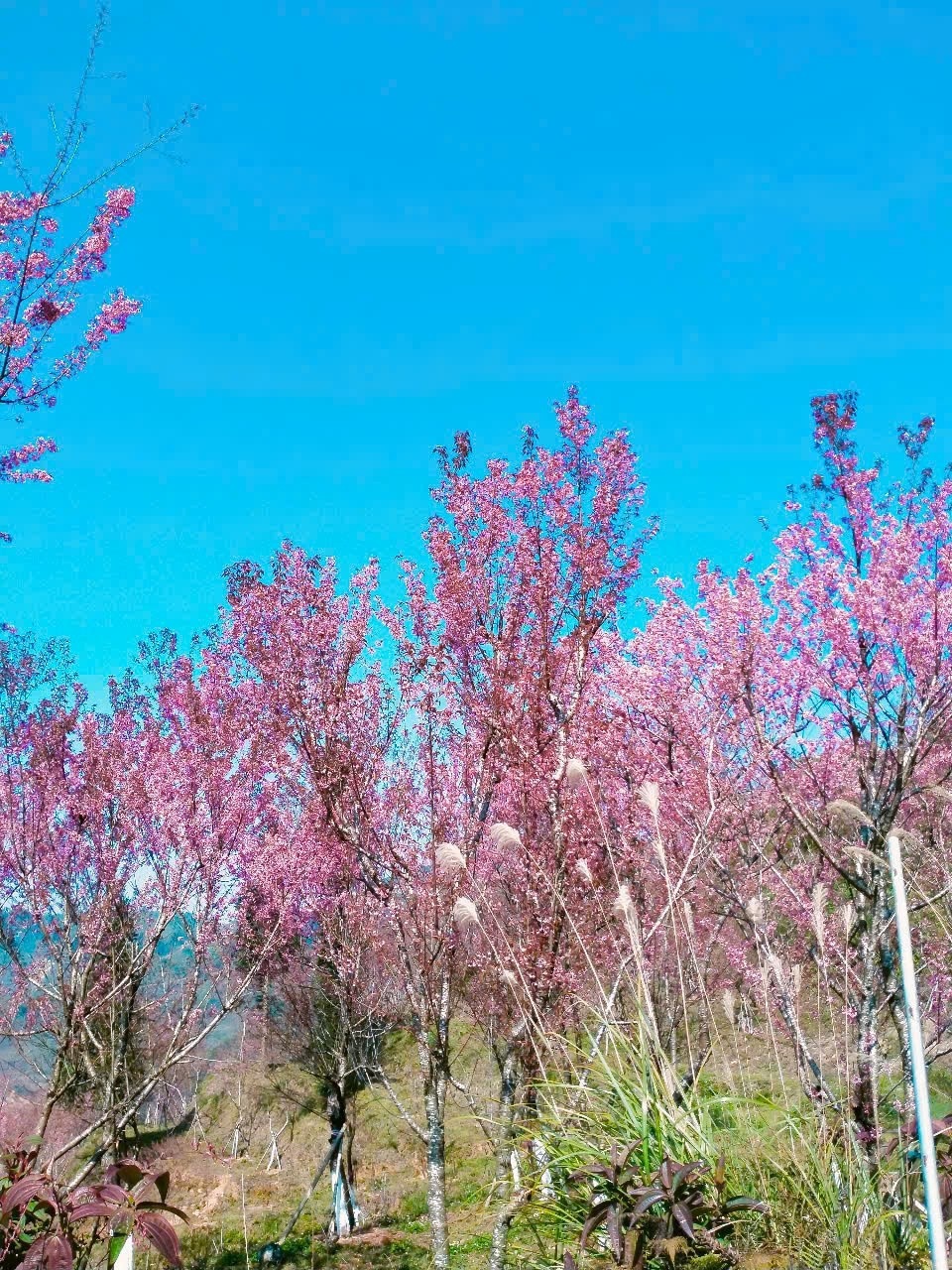 cao nguyen Bac Ha anh 6