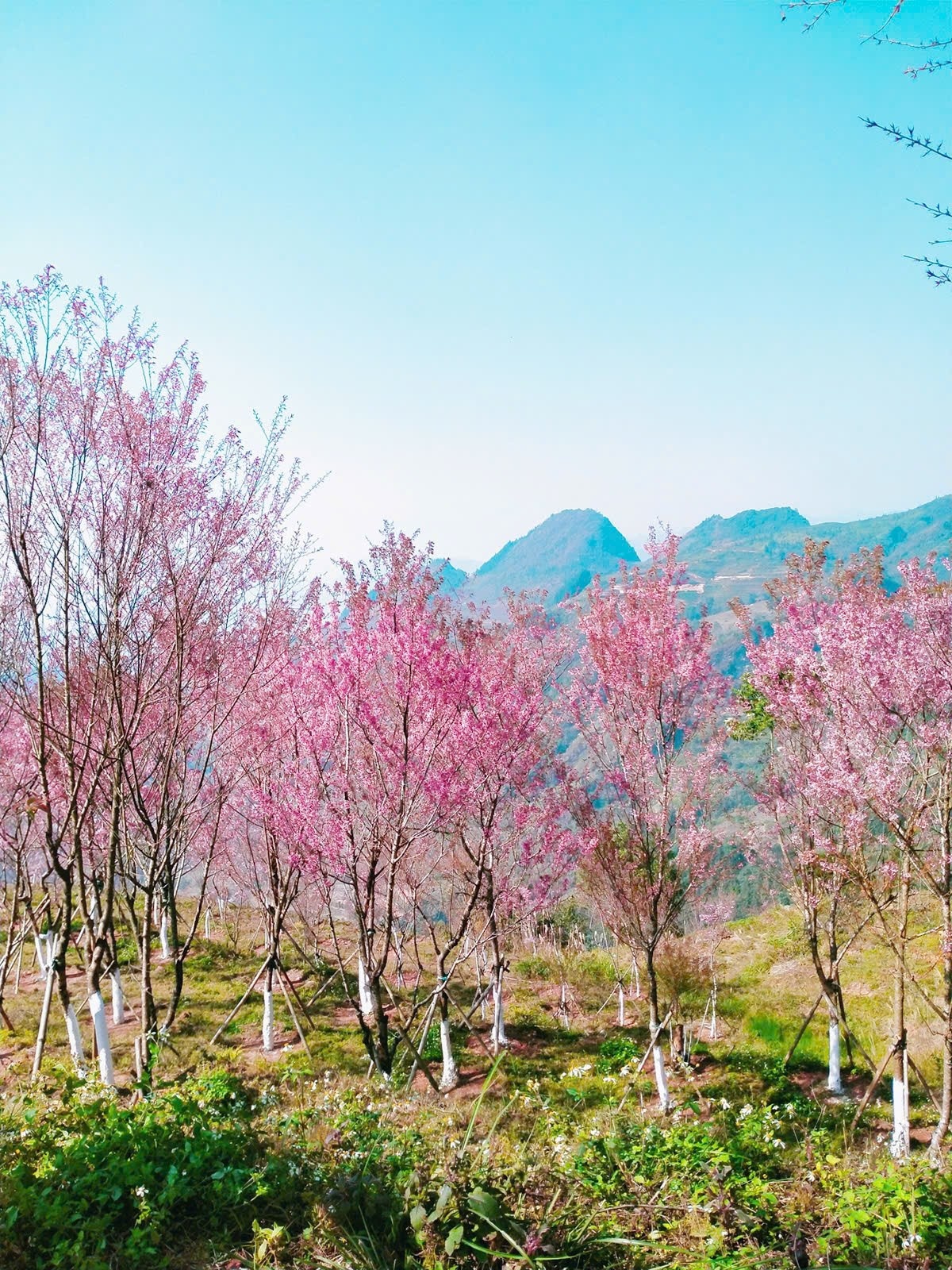 cao nguyen Bac Ha anh 1