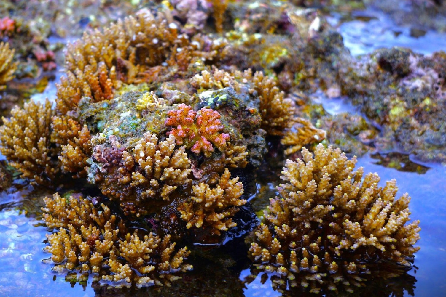 Ngam ran san ho o pho bien Quy Nhon bung loc dau nam hinh anh