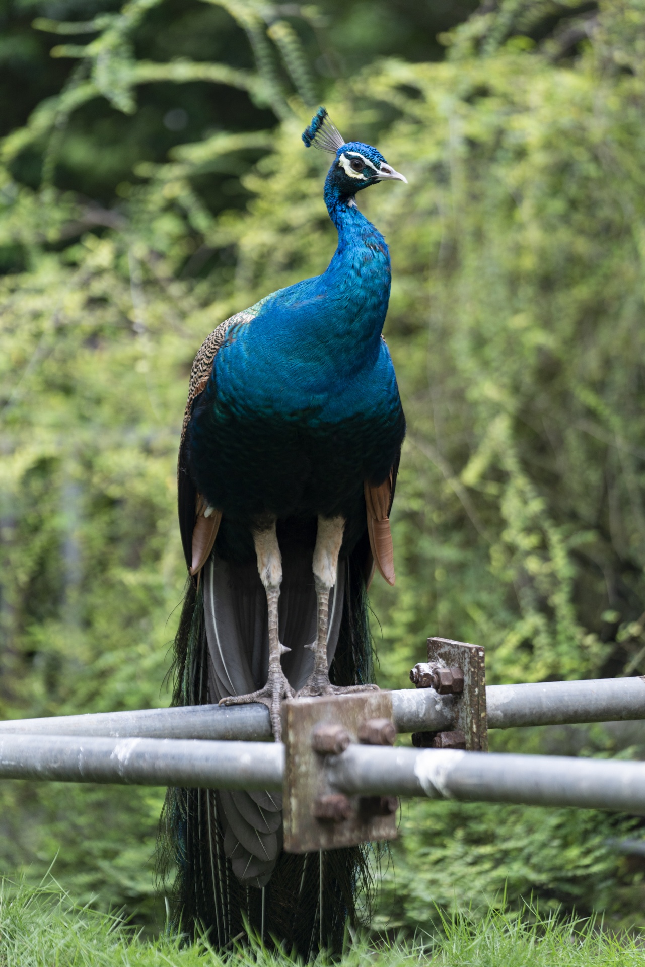 Thảo Cầm Viên ảnh 3 Thao Cam Vien anh 3