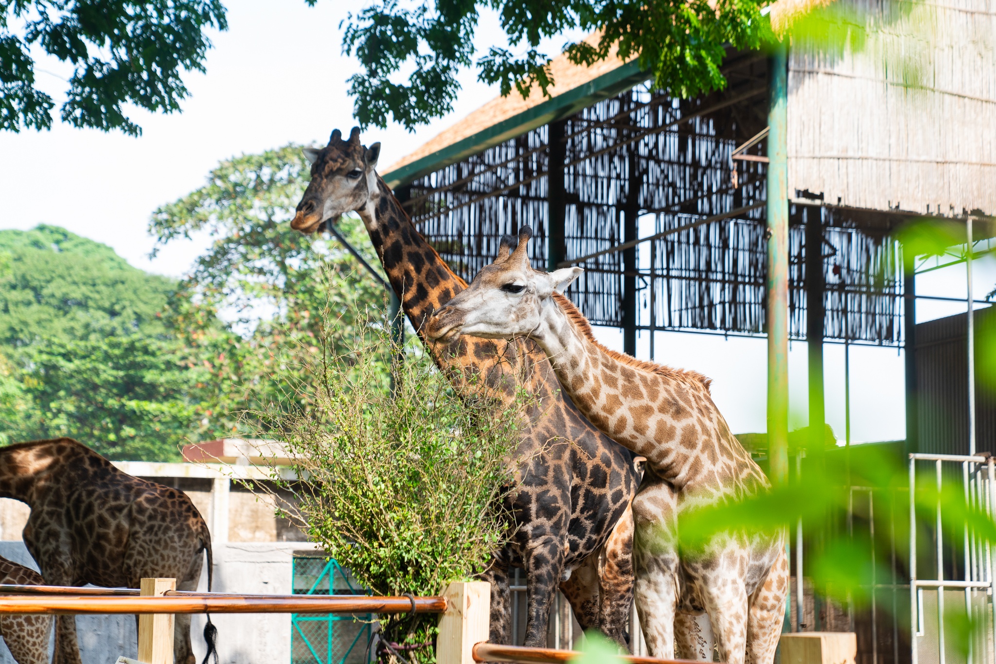 Thảo Cầm Viên ảnh 4 Thao Cam Vien anh 4