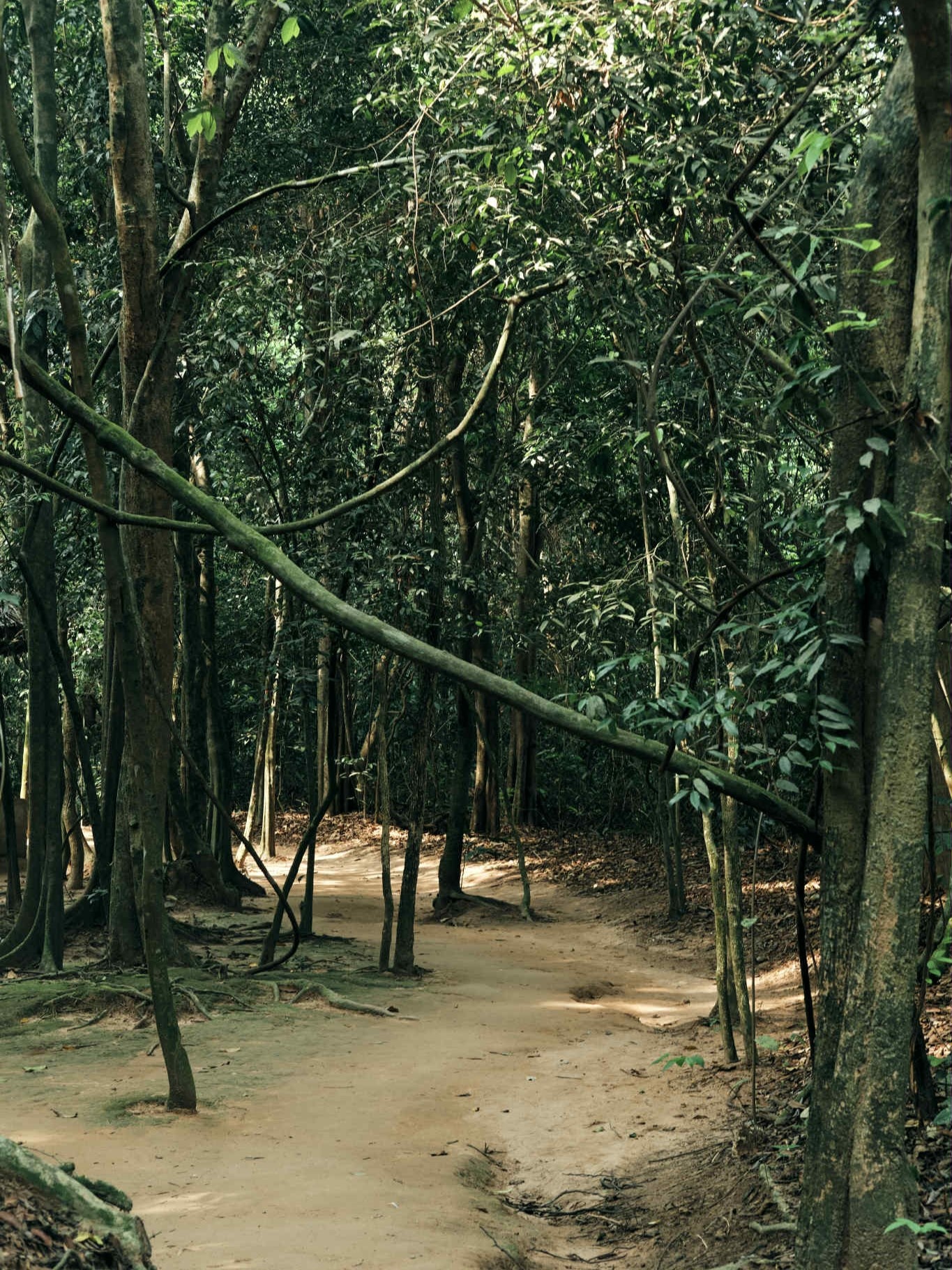 dia dao Cu Chi anh 3